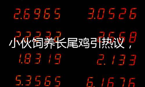 小伙飼養(yǎng)長尾雞引熱議，酷似鳳凰的神似生物