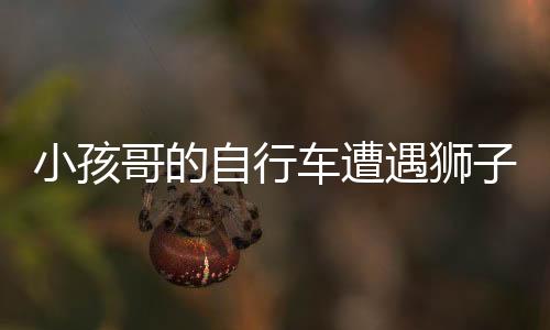 小孩哥的自行車遭遇獅子襲擊，神秘事件引人關(guān)注