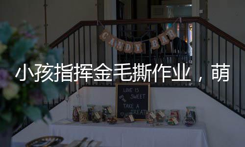 小孩指揮金毛撕作業(yè)，萌寵與智慧的新互動(dòng)