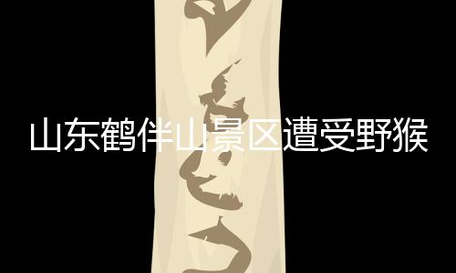 山東鶴伴山景區(qū)遭受野猴襲擾——一場意外的生態(tài)挑戰(zhàn)
