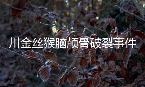 川金絲猴腦顱骨破裂事件，研究者的關(guān)注與尋求解決之道
