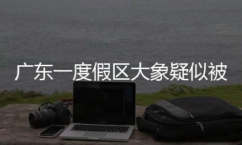 廣東一度假區(qū)大象疑似被迫滑滑梯事件曝光，引發(fā)關(guān)注熱議