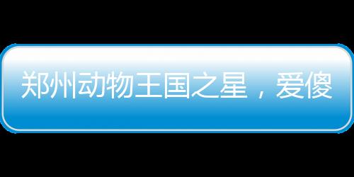 鄭州動物王國之星，愛傻樂的巴西貘走紅