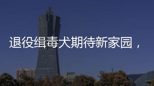 退役緝毒犬期待新家園，領養(yǎng)呼吁之聲響徹天地