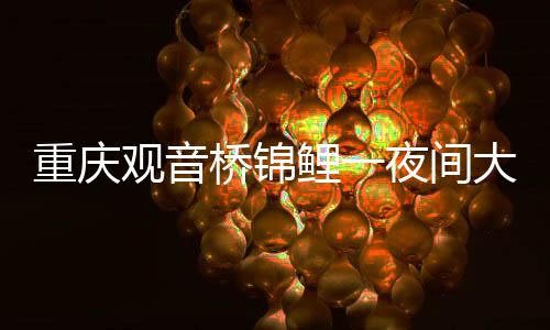 重慶觀音橋錦鯉一夜間大量死亡，引發(fā)關(guān)注與調(diào)查