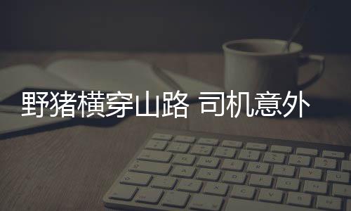 野豬橫穿山路 司機意外相撞 驚險瞬間引關(guān)注