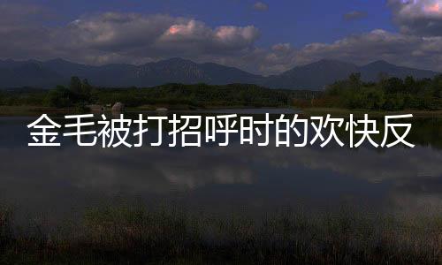 金毛被打招呼時(shí)的歡快反應(yīng)與主人隔窗熱情回應(yīng)，人與犬之間的深厚情感