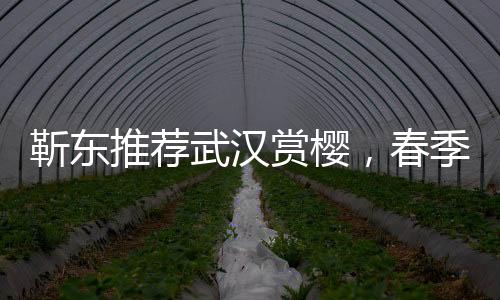 靳東推薦武漢賞櫻，春季旅游新熱點(diǎn)