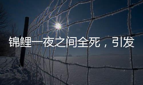 錦鯉一夜之間全死，引發(fā)關(guān)注和調(diào)查