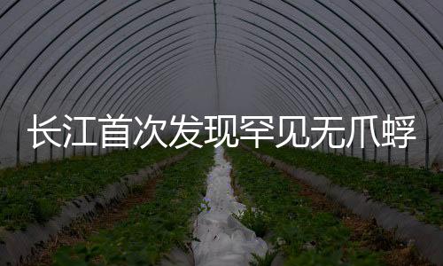 長江首次發(fā)現(xiàn)罕見無爪蜉，揭開神秘面紗，探尋生態(tài)新篇章