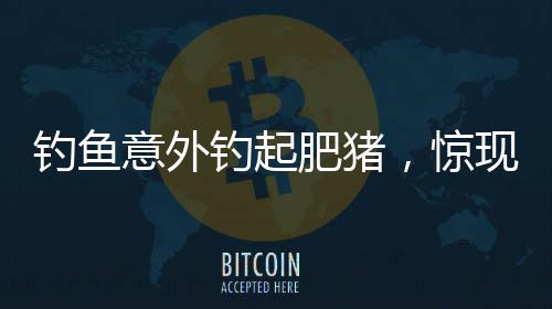 釣魚意外釣起肥豬，驚現(xiàn)神秘事件！