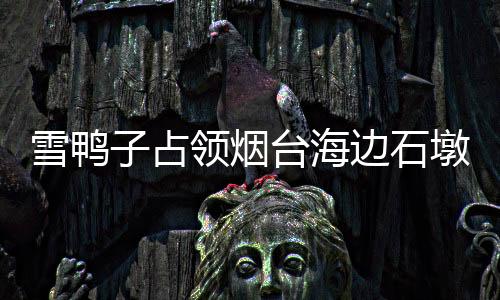 雪鴨子占領(lǐng)煙臺(tái)海邊石墩，冬日勝景引熱議
