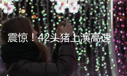 震驚！42頭豬上演高速大逃亡，引發(fā)廣泛關注