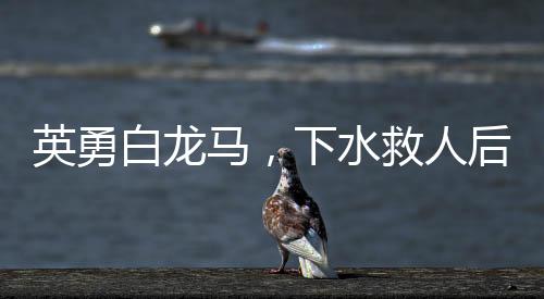 英勇白龍馬，下水救人后的病情波折