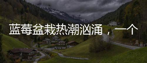 藍(lán)莓盆栽熱潮洶涌，一個(gè)月成交超百萬(wàn)盆，新型綠植市場(chǎng)的火爆現(xiàn)象