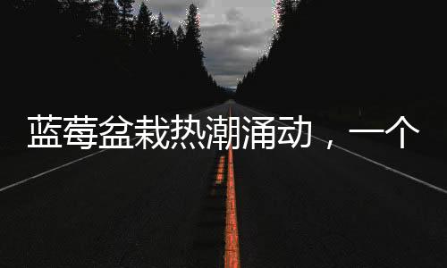 藍莓盆栽熱潮涌動，一個月成交超百萬盆——盆栽種植新風尚