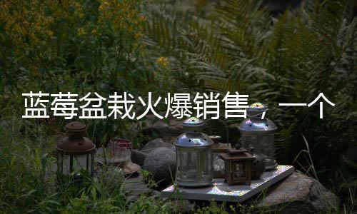 藍(lán)莓盆栽火爆銷(xiāo)售，一個(gè)月成交超百萬(wàn)盆