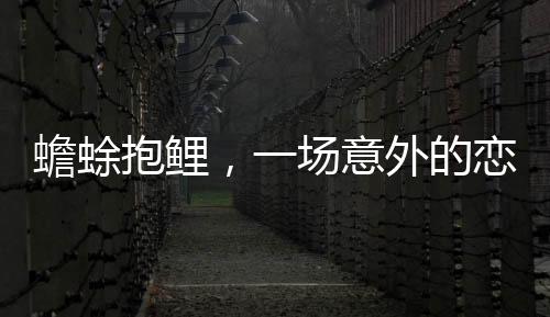 蟾蜍抱鯉，一場意外的戀愛烏龍