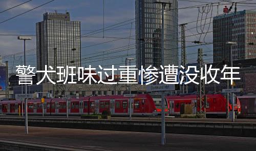 警犬班味過重慘遭沒收年終獎(jiǎng)，一則關(guān)于忠誠與職責(zé)的故事