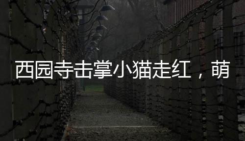 西園寺?lián)粽菩∝堊呒t，萌態(tài)引熱議