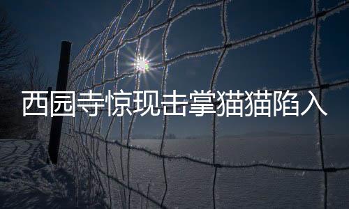 西園寺驚現(xiàn)擊掌貓貓陷入情感迷霧，網(wǎng)友熱議紛紛
