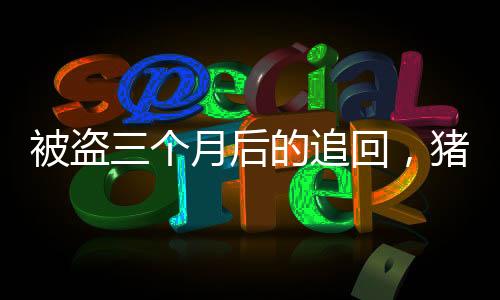 被盜三個月后的追回，豬的體重飆升了百斤
