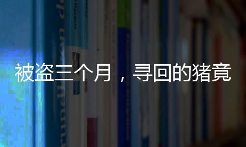被盜三個(gè)月，尋回的豬竟增重百斤，奇跡背后的故事