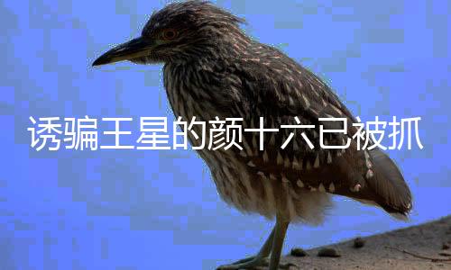 誘騙王星的顏十六已被抓獲