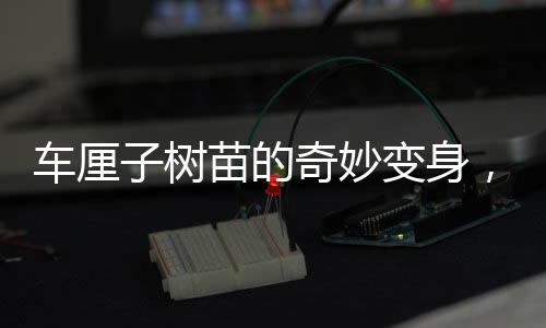 車厘子樹苗的奇妙變身，從網(wǎng)購至海棠果盛的神奇旅程