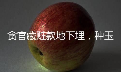 貪官藏贓款地下埋，種玉米偽裝成農(nóng)田