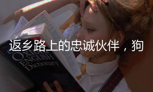 返鄉(xiāng)路上的忠誠伙伴，狗狗在主人車頂上的專屬坐票誕生記