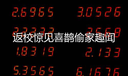 返校驚見喜鵲偷家趣聞