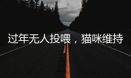 過(guò)年無(wú)人投喂，貓咪維持日常秩序——記一城的喵年除夕夜