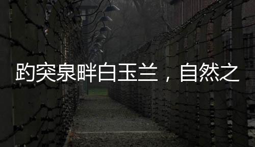 趵突泉畔白玉蘭，自然之韻的完美交融
