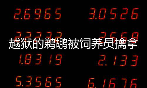 越獄的鵜鶘被飼養(yǎng)員擒拿歸籠，回歸自然的和諧序章
