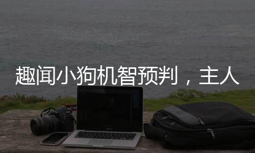 趣聞小狗機(jī)智預(yù)判，主人掃堂腿偷襲被阻