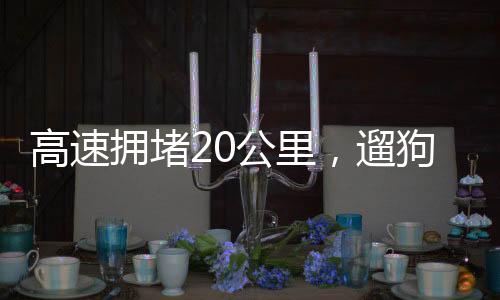 高速擁堵20公里，遛狗行為引發(fā)爭議與反思