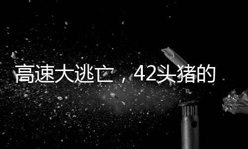 高速大逃亡，42頭豬的大冒險(xiǎn)