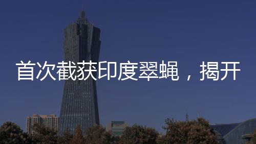 首次截獲印度翠蠅，揭開神秘面紗下的故事篇章