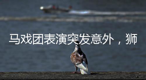 馬戲團(tuán)表演突發(fā)意外，獅子突然咬人事件震驚全場(chǎng)