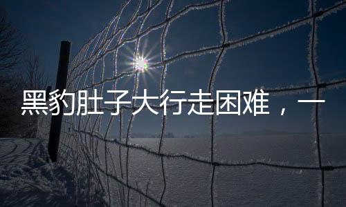 黑豹肚子大行走困難，一起關(guān)注野生動(dòng)物健康問題