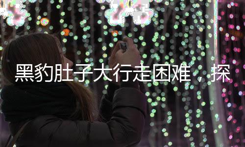 黑豹肚子大行走困難，探尋珍稀物種背后的不尋常故事