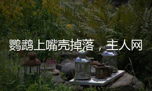 鸚鵡上嘴殼掉落，主人網(wǎng)上發(fā)帖求助