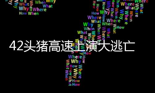 42頭豬高速上演大逃亡——一場(chǎng)意外的動(dòng)物逃離事件紀(jì)實(shí)